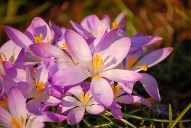 Süslü Crocus (Crocus tommasinianus) çiçek açtı