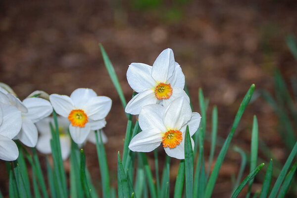 Poet's Narcissus (Narcissus poeticus) in bloom