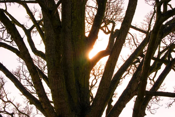 Árvores Inverno Christchurch Park Ipswich Reino Unido — Fotografia de Stock