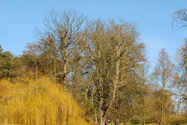 Árboles Invierno Christchurch Park Ipswich Reino Unido — Foto de Stock