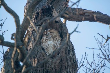 Bir ağaçta Avrasyalı Tawny Baykuşu (Strix aluco)
