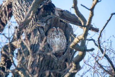 Bir ağaçta Avrasyalı Tawny Baykuşu (Strix aluco)