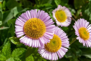 Deniz kenarındaki Daisy (Erigeron glaucus) çiçek açtı