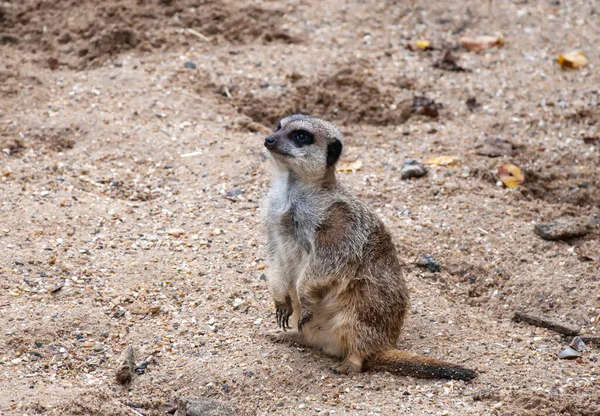 Meerkat Solitario Suricata Suricatta — Foto de Stock