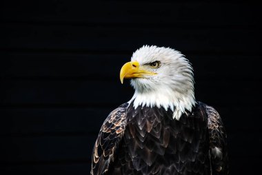 Bir Kel Kartal 'ın (Haliaeetus leucocephalus)