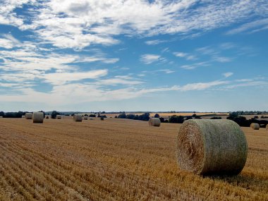 Suffolk, İngiltere 'deki bir tarladan toplanmayı bekleyen saman balyaları.