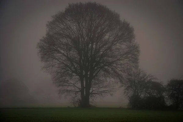Grande Árvore Envolta Névoa Inverno — Fotografia de Stock