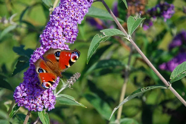 Bir Tavuskuşu Kelebeği Aglais Yazın Mor Bir Çiçek Üzerinde — Stok fotoğraf