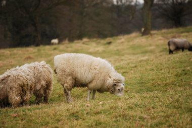 Derbyshire, İngiltere kırsal alanı.