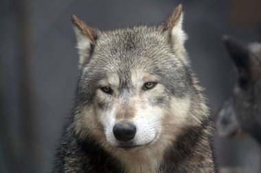 Gri Kurt 'un (Canis lupus) yüzü. Timber Wolf olarak da bilinir, Kuzey Amerika ve Asya 'da yaygın olarak bulunur..