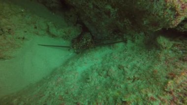 Baja California, Meksika 'da bir Mavi Dikenli Istakoz (Panulirus inflatus)