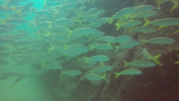 Sekelompok Goatfish Meksiko Mulloidichthys Dentatus Baja California Meksiko — Stok Video