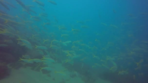 Skola Mexikanska Goatfish Mulloidichthys Dentatus Baja California Mexiko — Stockvideo