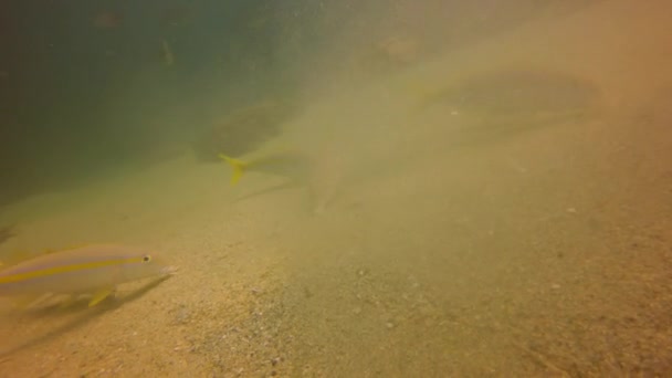 Ikan Kambing Meksiko Mulloidichthys Dentatus Pakan Baja California Meksiko — Stok Video