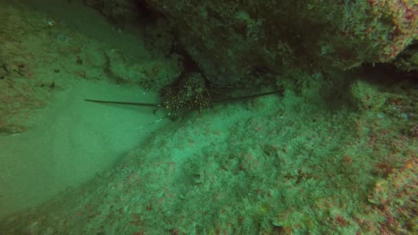 Een Blauwe Stekelige Kreeft Panulirus Inflatus Baja California Mexico — Stockvideo