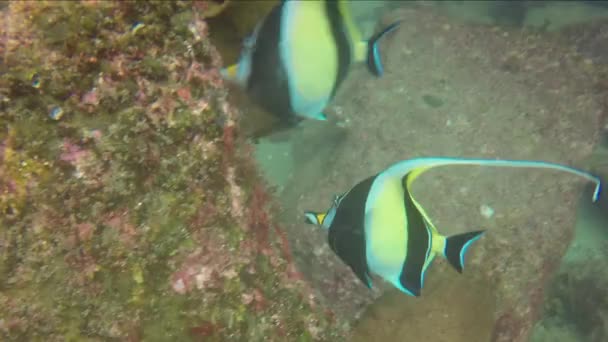 Maurische Idole Zanclus Cornutus Beim Fressen Baja California Mexiko — Stockvideo