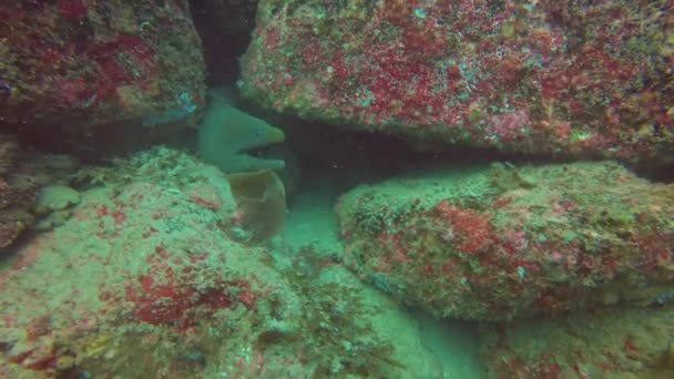 Egy Nagy Moray Angolna Cortez Tengerben Baja California Mexikó — Stock videók