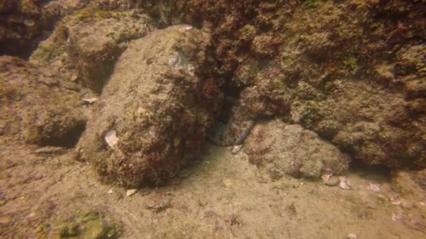 Bläckfisk Octopus Vulgaris Baja California Mexiko — Stockvideo