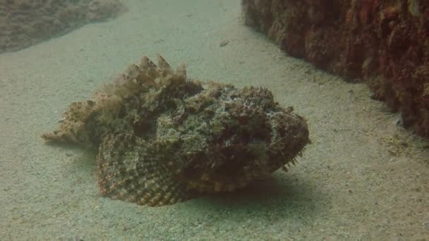 Scorpionfish Tacheté Pacifique Scorpaena Mystes Basse Californie Mexique — Video