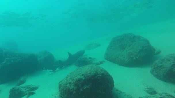 墨西哥下加利福尼亚州的一条白尖鲨 三头鲨 — 图库视频影像