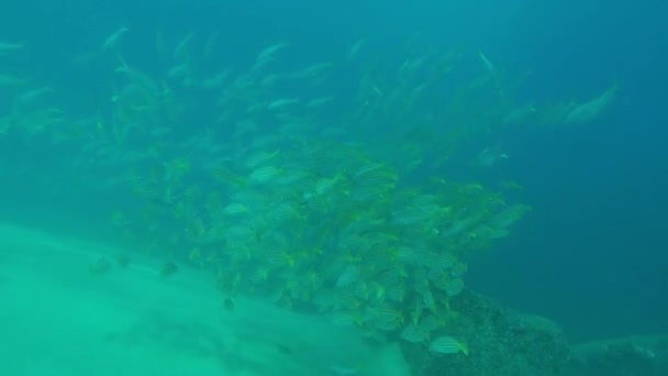 Een Grote School Van Snapper Zee Van Cortez Mexico — Stockvideo