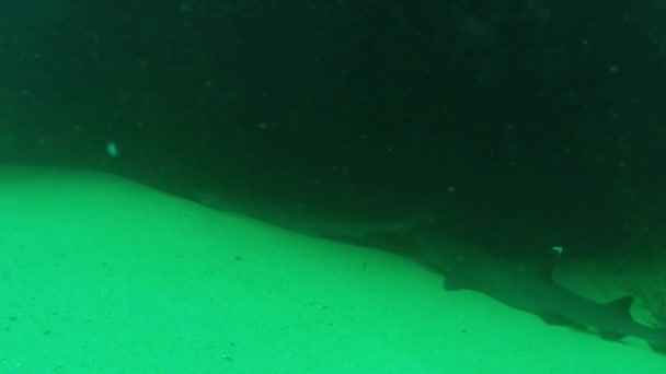 White Tip Reef Shark Triaenodon Obesus Baja California Mexiko — Stockvideo