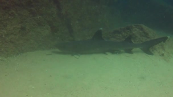 White Tip Reef Shark Triaenodon Jalá Baja California México — Vídeos de Stock