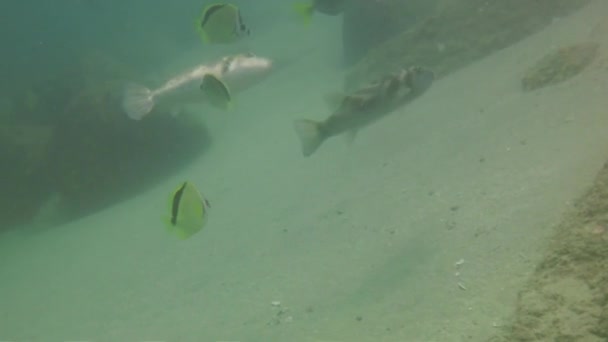 Underwater Cleaning Station Cabo San Lucas Mexico — Stock Video