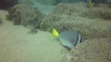 Sarı Kuyruklu Cerrah Balığı (Prionurus punctatus) Baja California, Meksika 'da kayalarla beslenir.