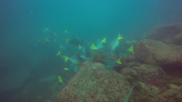 Geelstaart Chirurgeonvissen Prionurus Punctatus Die Zich Voeden Met Rotsen Baja — Stockvideo