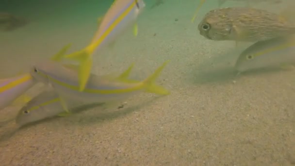 Mexikanska Goatfish Mulloidichthys Dentatus Foder Baja California Mexiko — Stockvideo