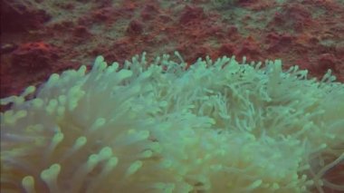 Pasifik Okyanusu 'ndaki Pembe Kokarca Palyaço Balığı veya Pembe Anemonbalık (Amphiprion perideraion)