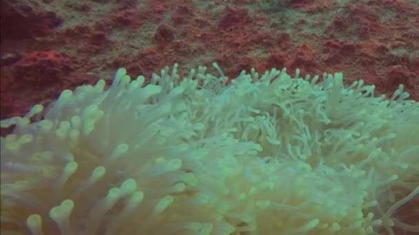 Peşte Clovn Roz Sau Peşte Anemonefish Roz Perideraion Amfiprion Oceanul — Videoclip de stoc