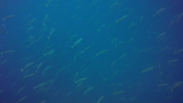 Kleine Vis Een Scheepswrak Truk Lagoon Micronesië — Stockvideo