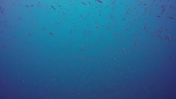 Kleine Fische Auf Einem Schiffswrack Der Truk Lagoon Mikronesien — Stockvideo