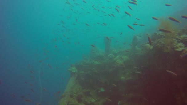 Coral Encrusted Ship Wreck Truk Lagoon Micronesia — Stock Video