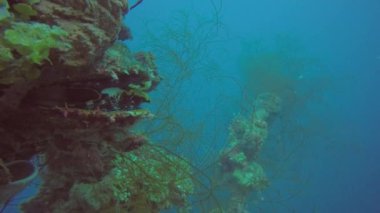 Truk Lagoon, Mikronezya 'daki Dev Dikenli İstiridye (Spondylus Varius)