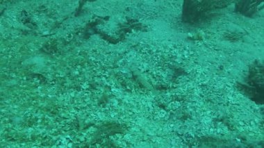 Truk Lagoon, Micronesia 'da kumdaki bir karides ve goby.