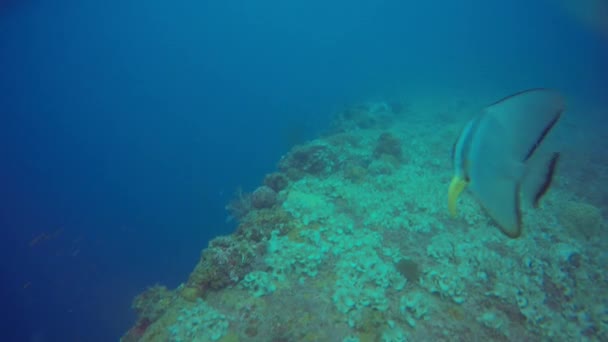 Sauberer Lippfisch Pflegt Einen Fledermausfisch Mikronesien — Stockvideo