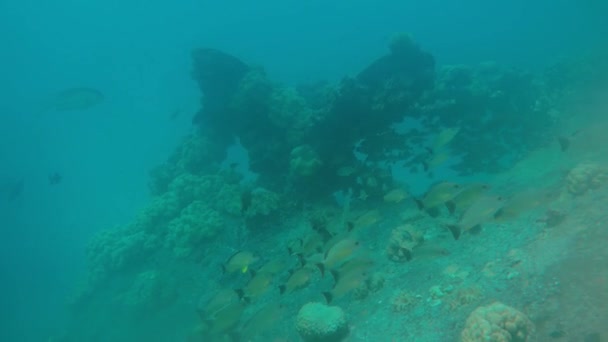 Naufragio Del Gosei Maru Laguna Truk Micronesia — Vídeos de Stock