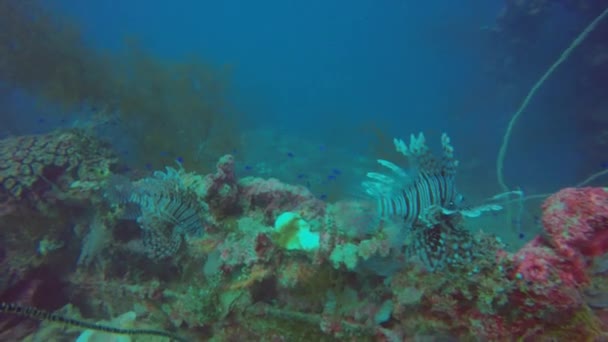 Leeuwenvis Een Scheepswrak Truk Lagoon Micronesië — Stockvideo