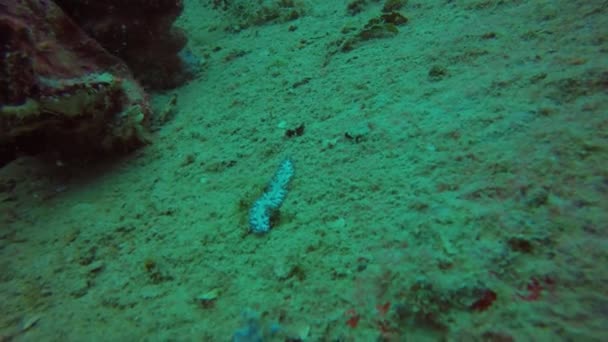 Een Platworm Truk Lagoon Micronesia — Stockvideo