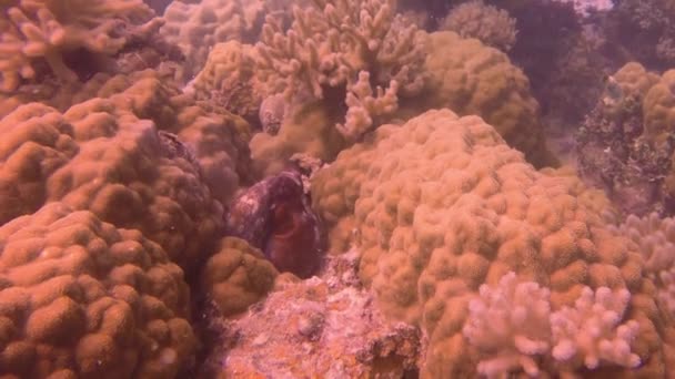 Seekor Gurita Bersembunyi Antara Karang Laguna Truk Mikronesia — Stok Video