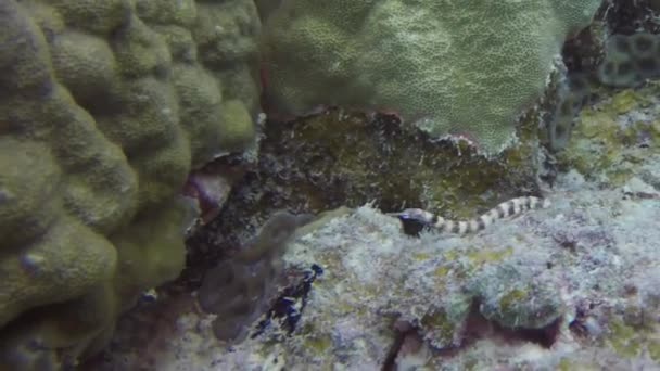 Sebuah Jaringan Pipefish Corythoichthys Flavofasciatus Truk Lagoon Mikronesia — Stok Video