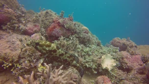 Een Octopus Verscholen Tussen Het Koraal Truk Lagoon Micronesië — Stockvideo