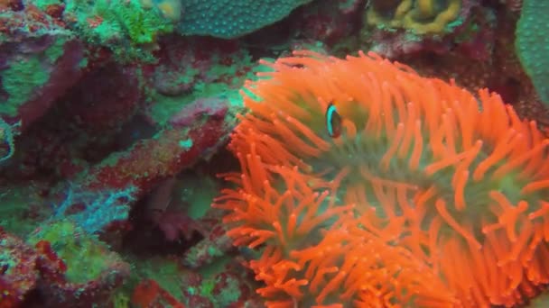 Anemon Merah Terang Laguna Truk Mikronesia — Stok Video