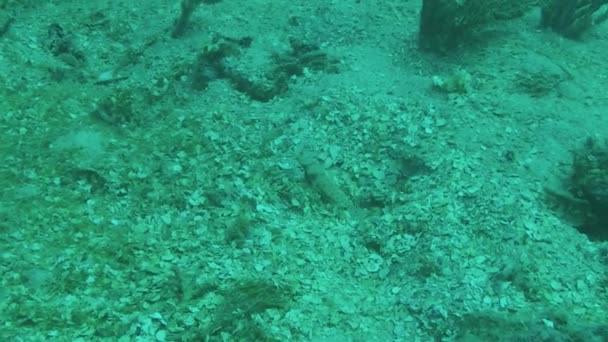 Partenaire Crevettes Gobie Dans Sable Truk Lagoon Micronésie — Video