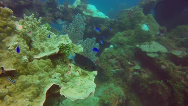 Liten Fisk Vrak Truk Lagoon Mikronesien — Stockvideo