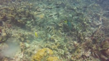Truk Lagoon, Mikronezya 'da bir gemi enkazında küçük balıklar