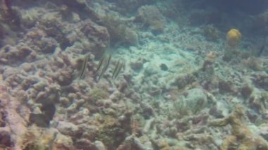 Razorfish (Aeoliscus strigatus) Truk Gölünde mercan boyunca dans ediyor